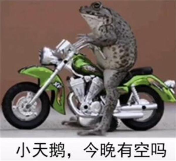 小天鹅给个机会动图