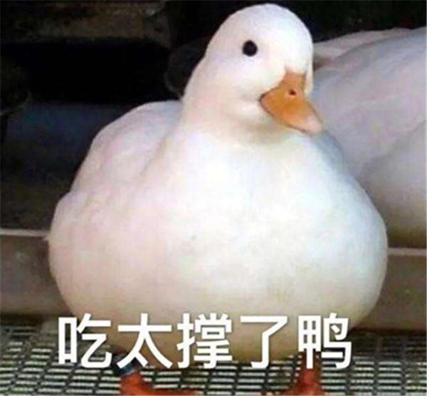 小天鹅给个机会动图